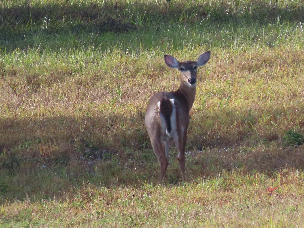 Animals - ML646953388