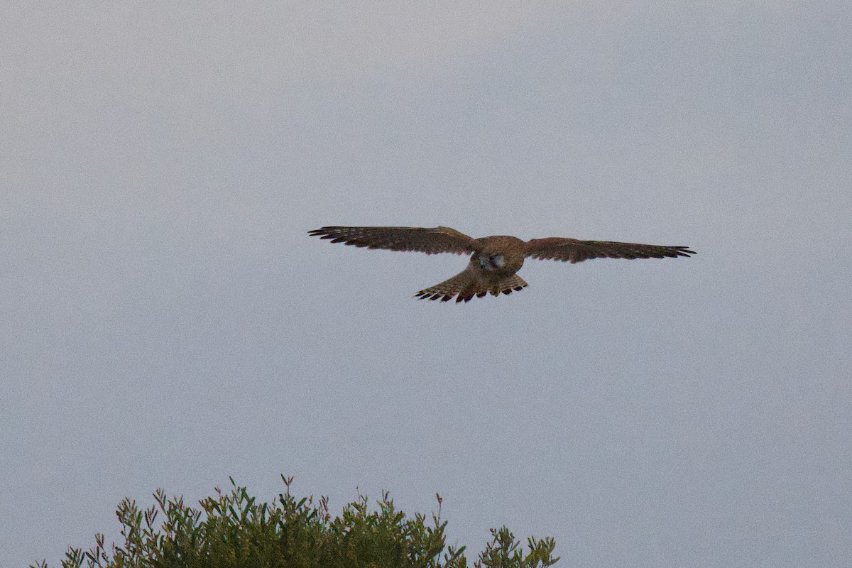 Nankeen Kestrel - ML646953390