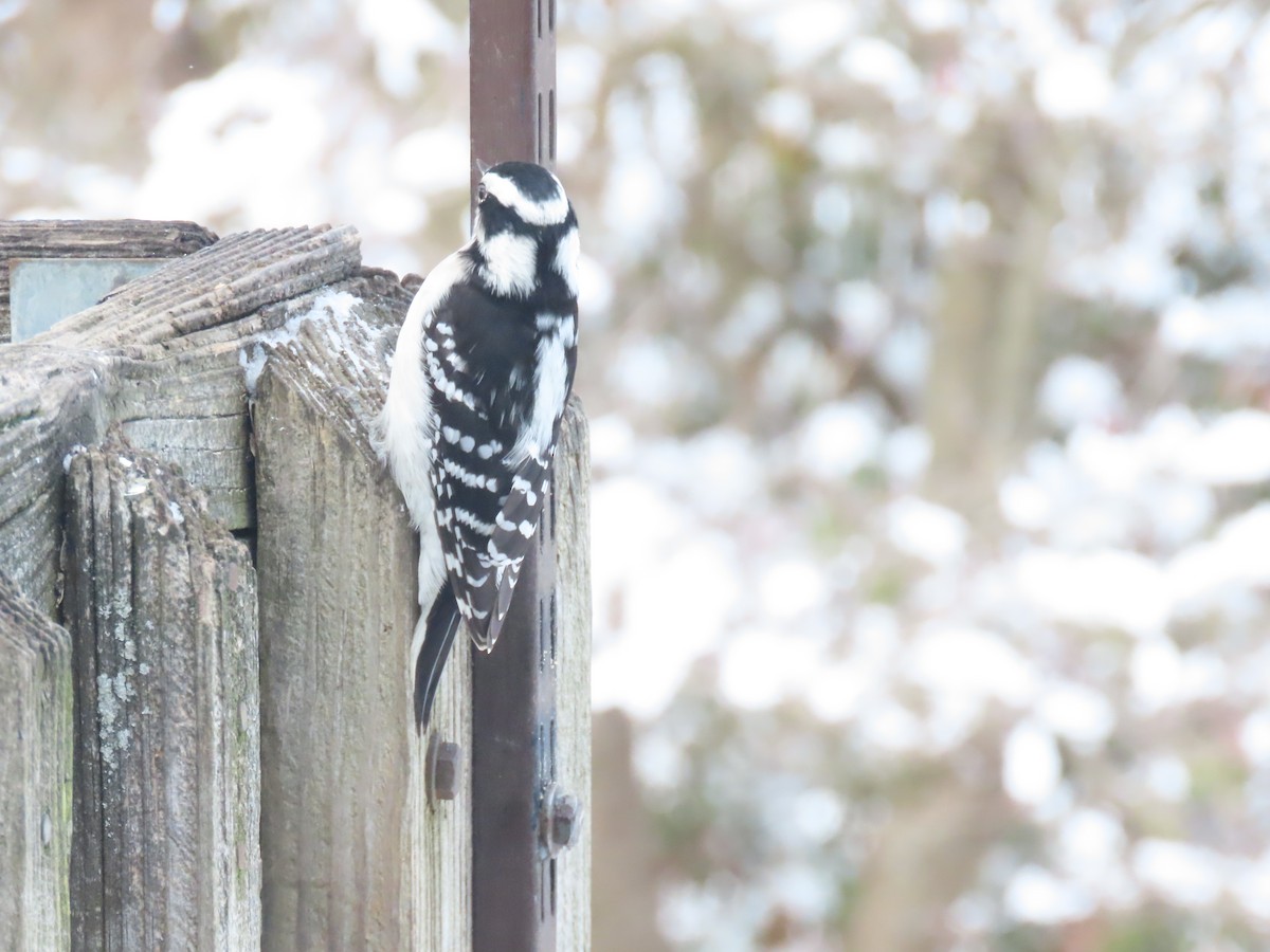 Downy Woodpecker - ML646953396