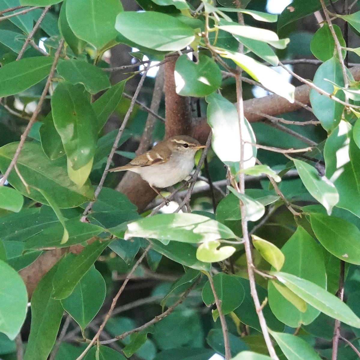 キマユムシクイ - ML646953397