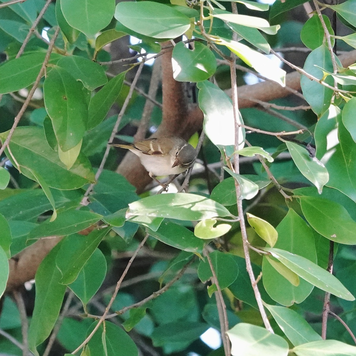 キマユムシクイ - ML646953399