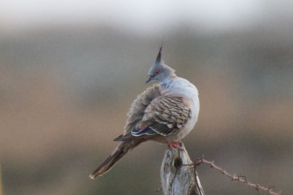 Crested Pigeon - ML646953400