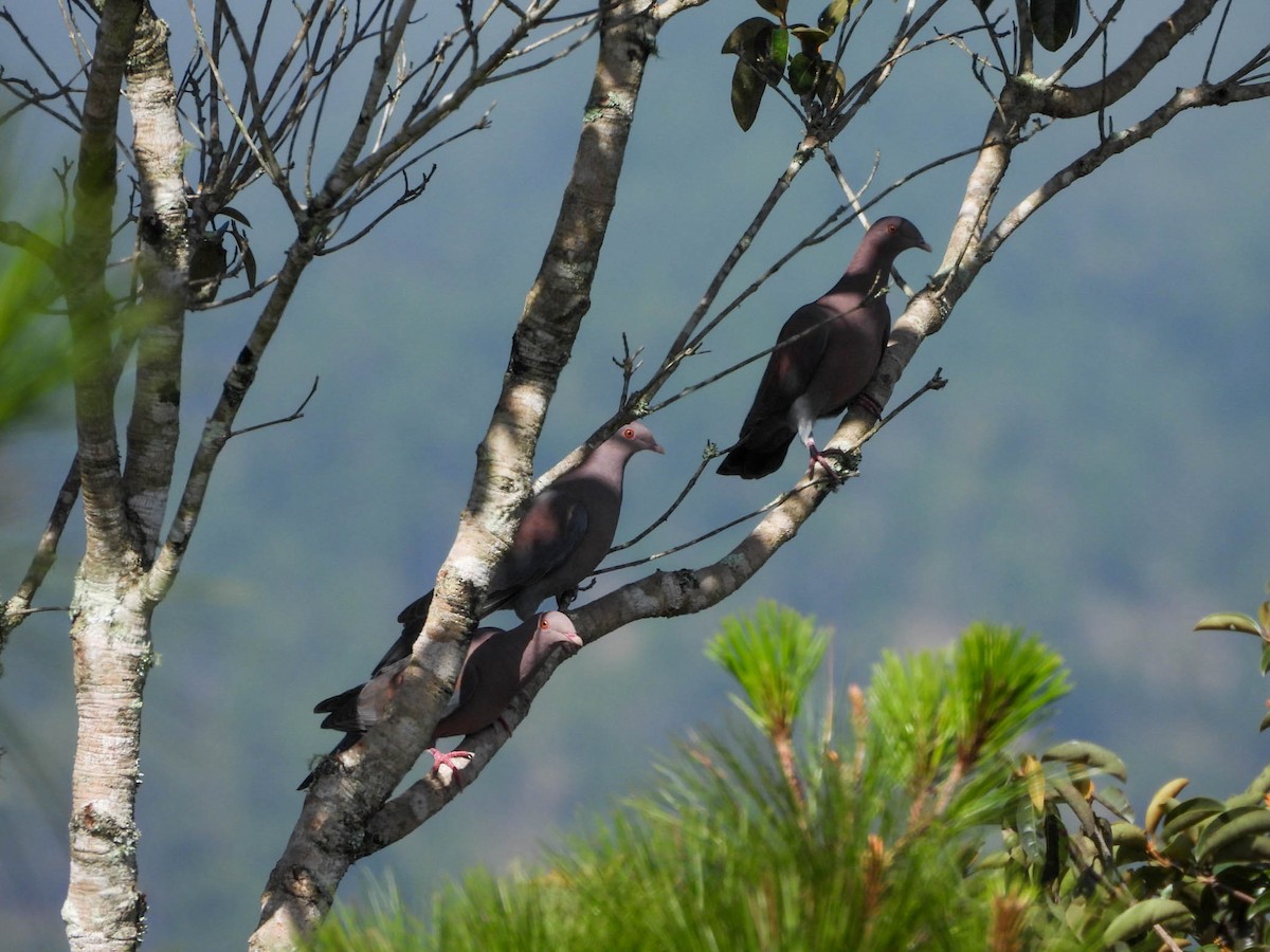 Red-billed Pigeon - ML646953401