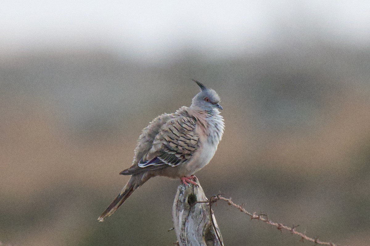 Crested Pigeon - ML646953402