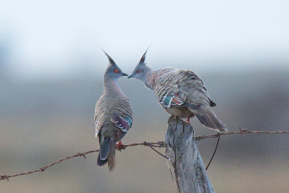 Crested Pigeon - ML646953403