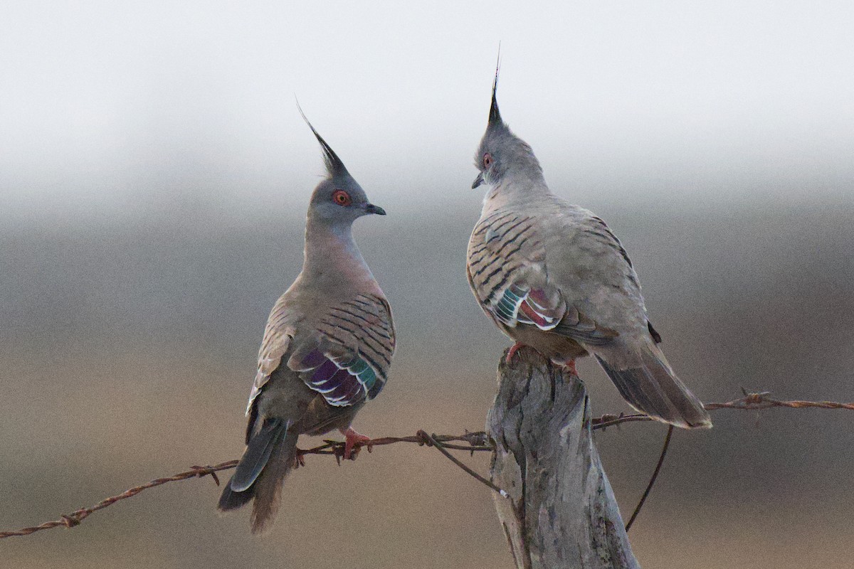 Crested Pigeon - ML646953406
