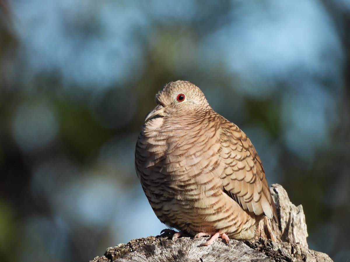 Inca Dove - ML646953407