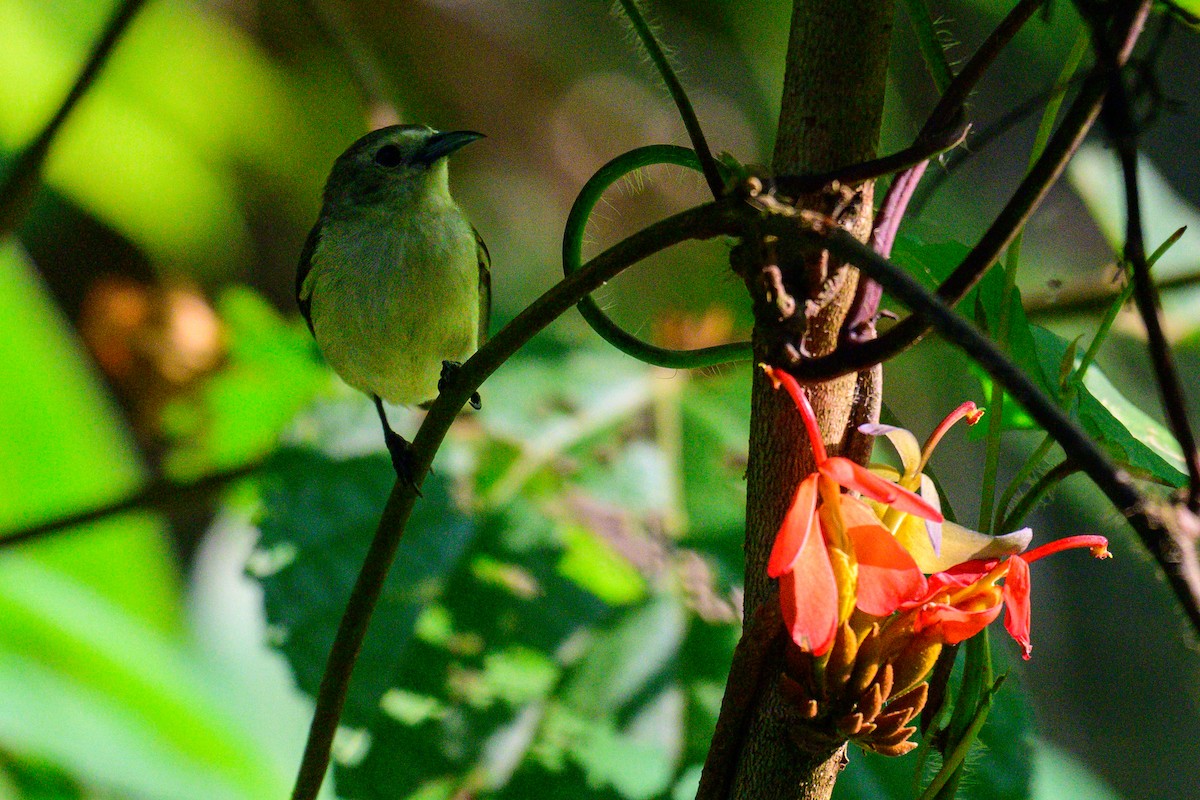 Одноцветный цветоед - ML646953410