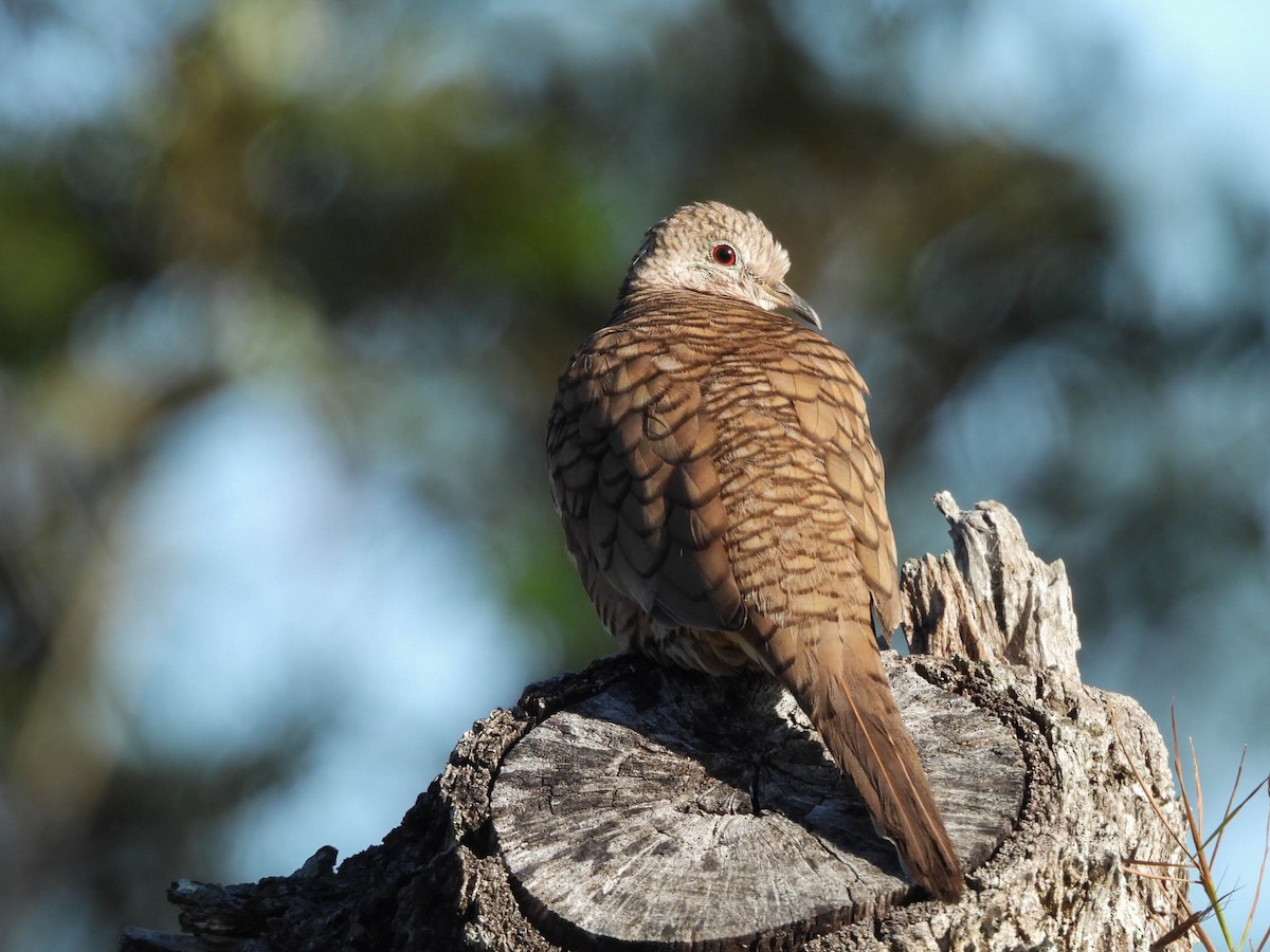 Inca Dove - ML646953411