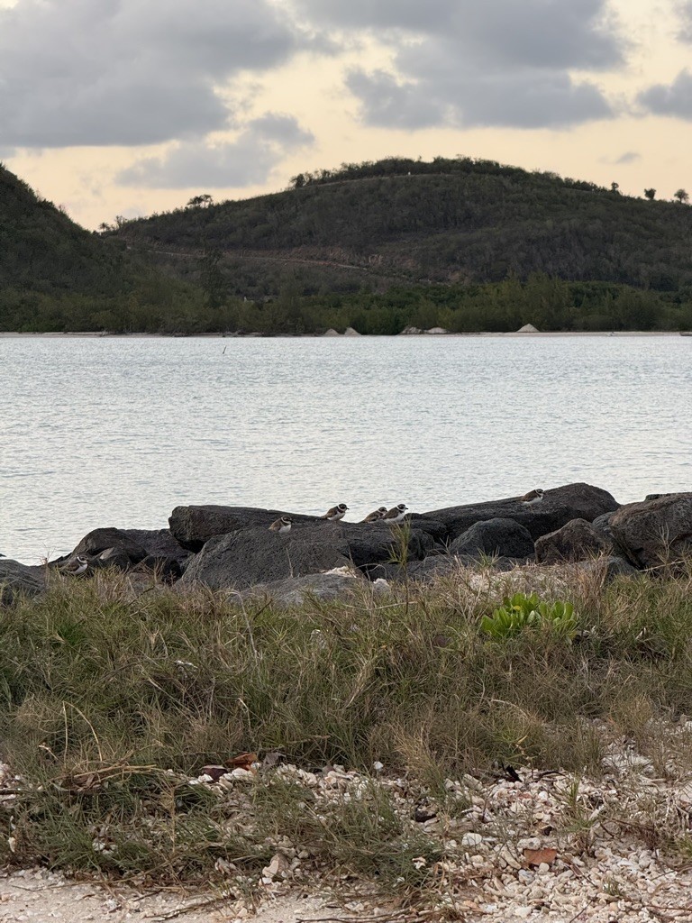 Semipalmated Plover - ML646953412