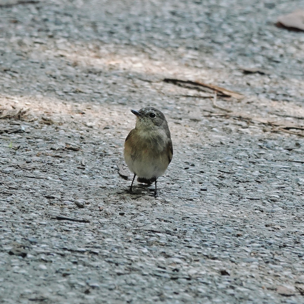 オジロビタキ - ML646953413