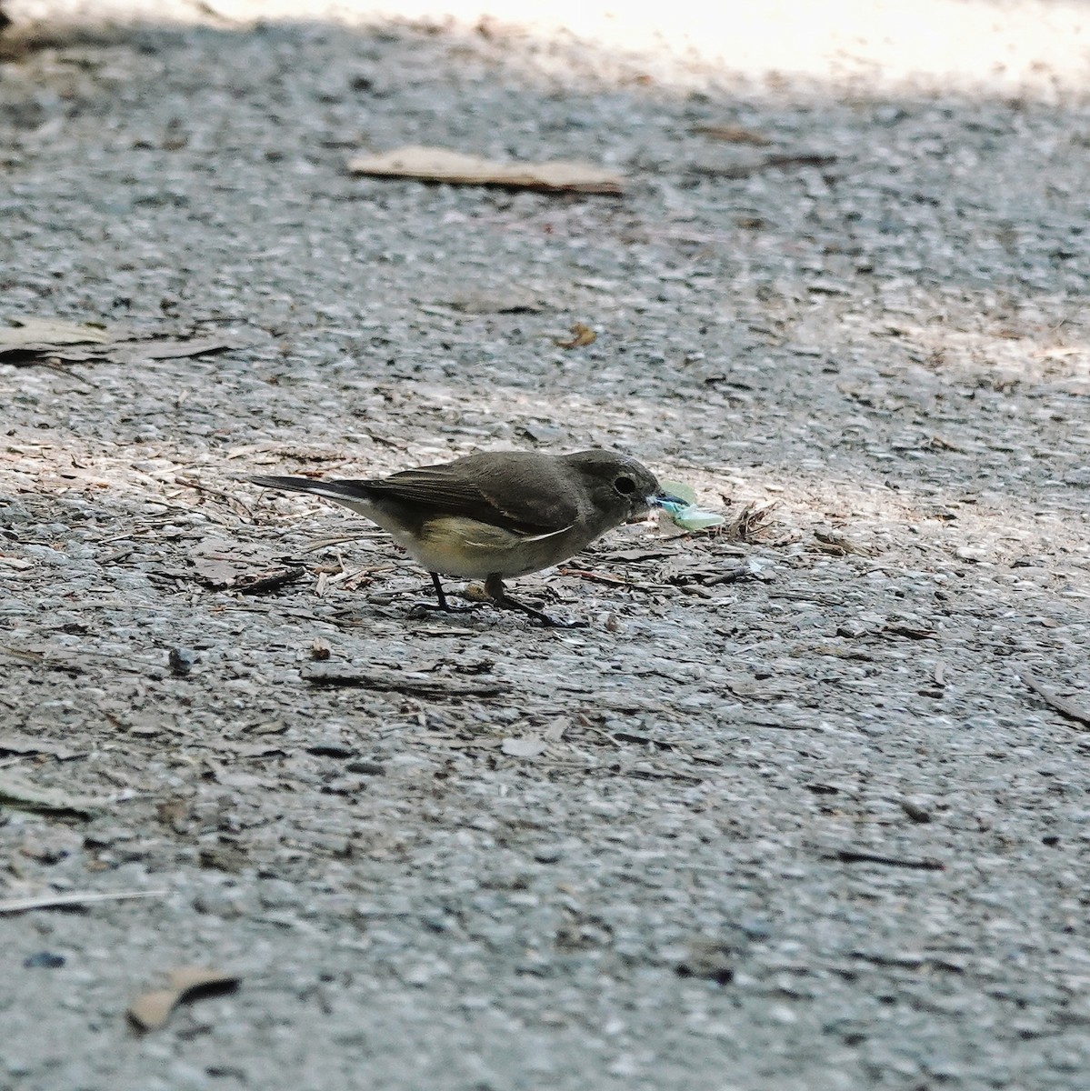 オジロビタキ - ML646953414