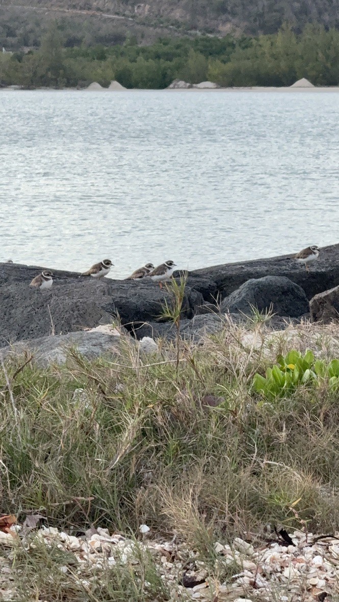 Semipalmated Plover - ML646953415