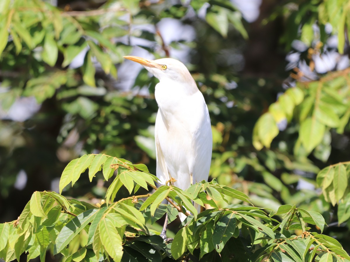 Airone guardabuoi - ML646953416