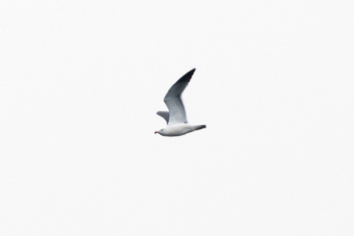 Black-tailed Gull - ML646953417