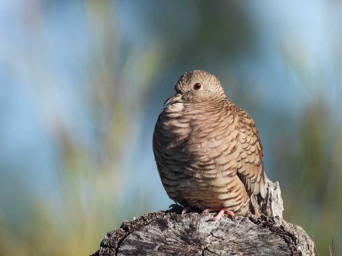 Inca Dove - ML646953418