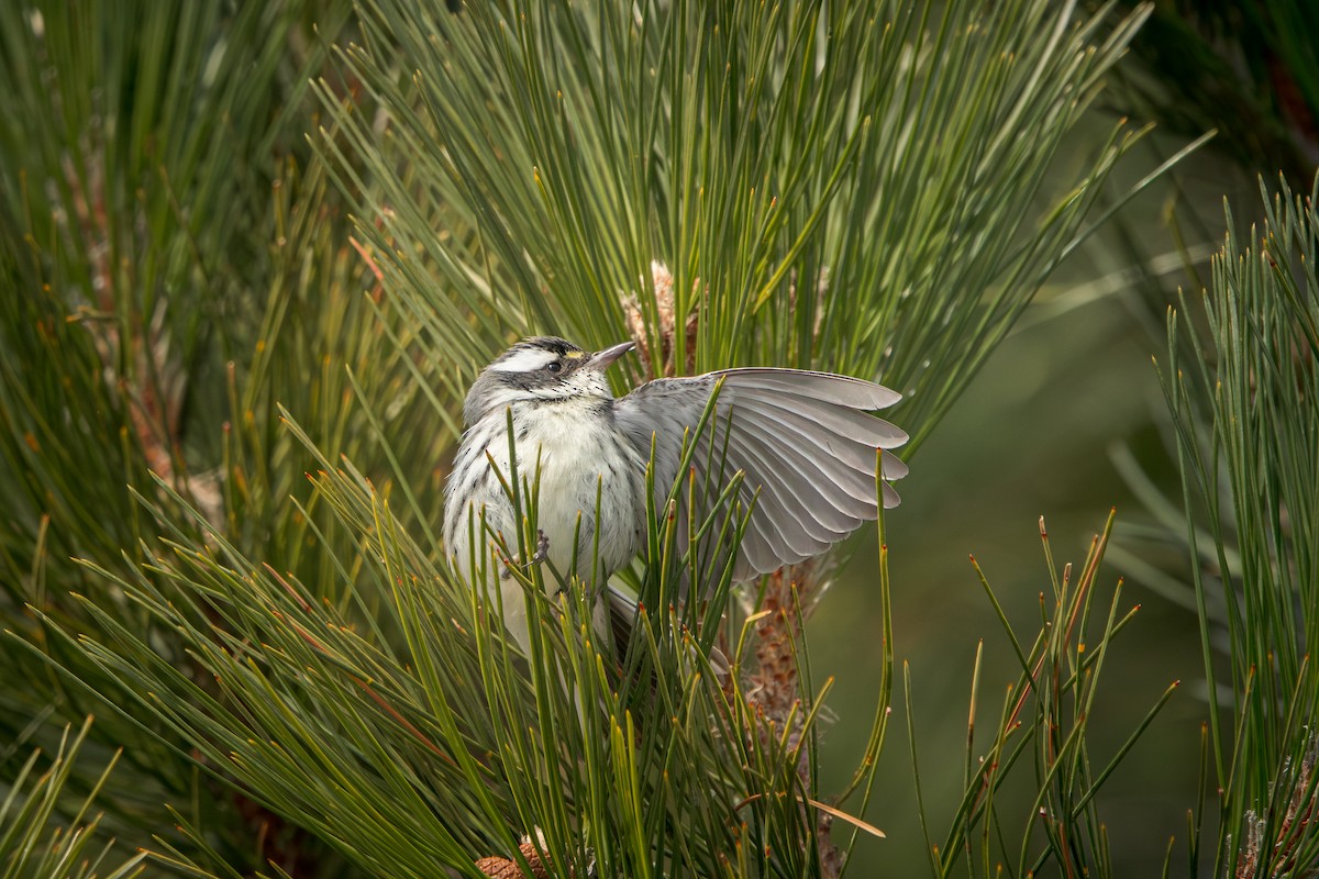 Kara Şeritli Ötleğen - ML646953419