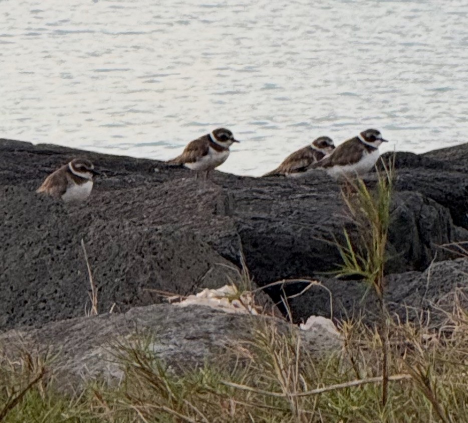 Semipalmated Plover - ML646953420