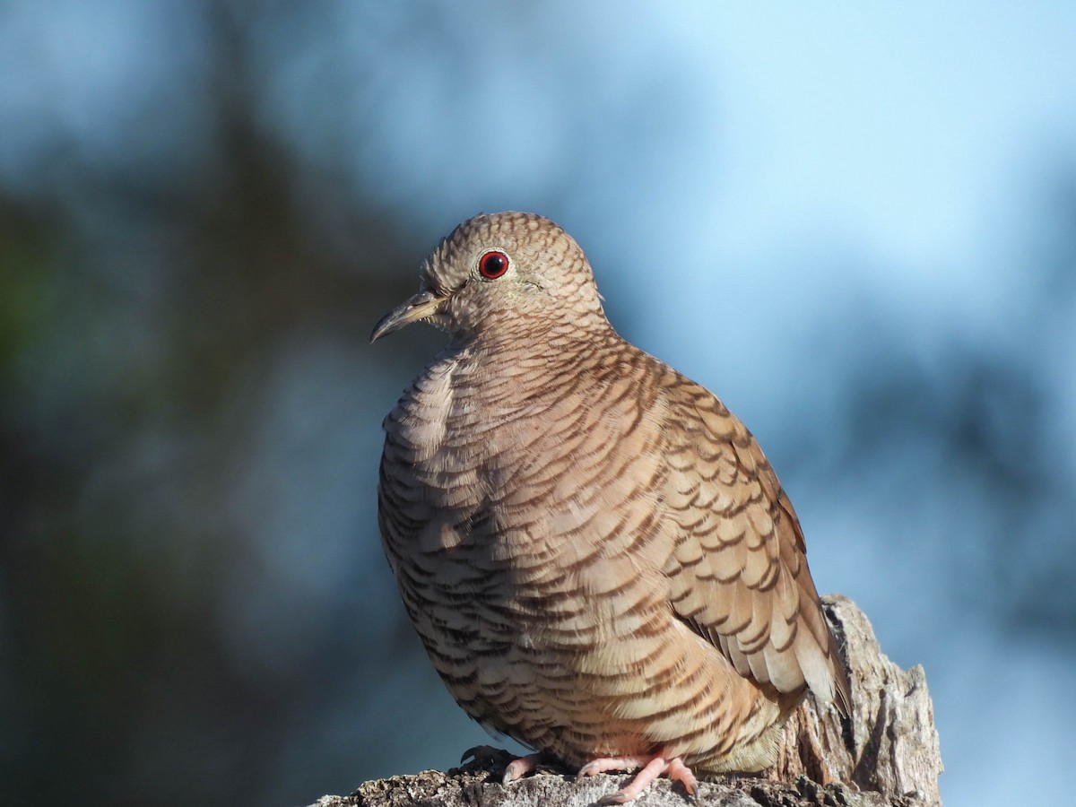 Inca Dove - ML646953423