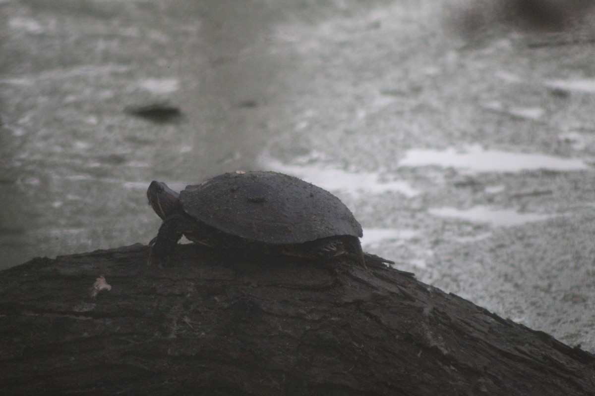 紅耳龜 - ML646953425