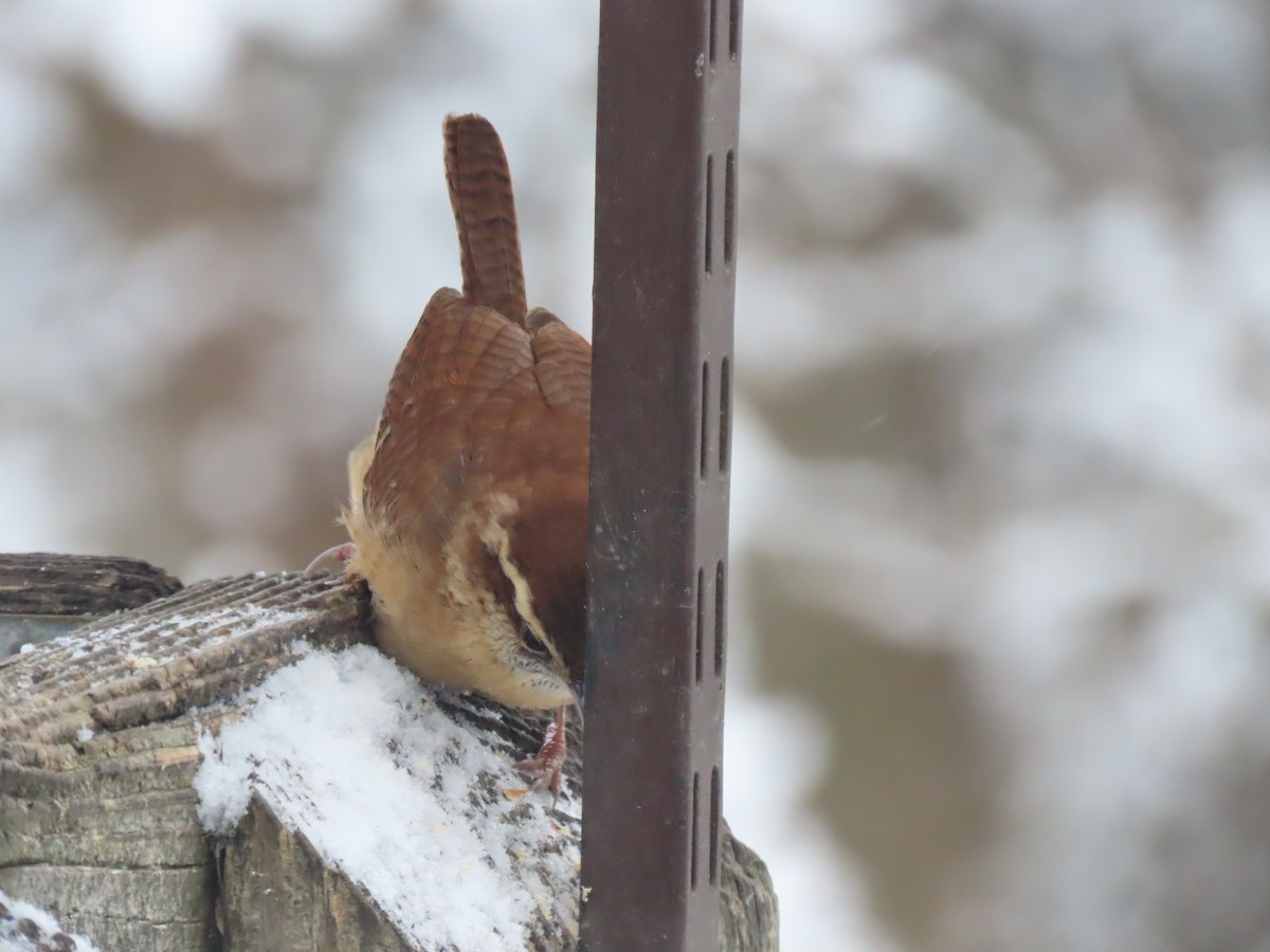 Carolina Wren - ML646953426
