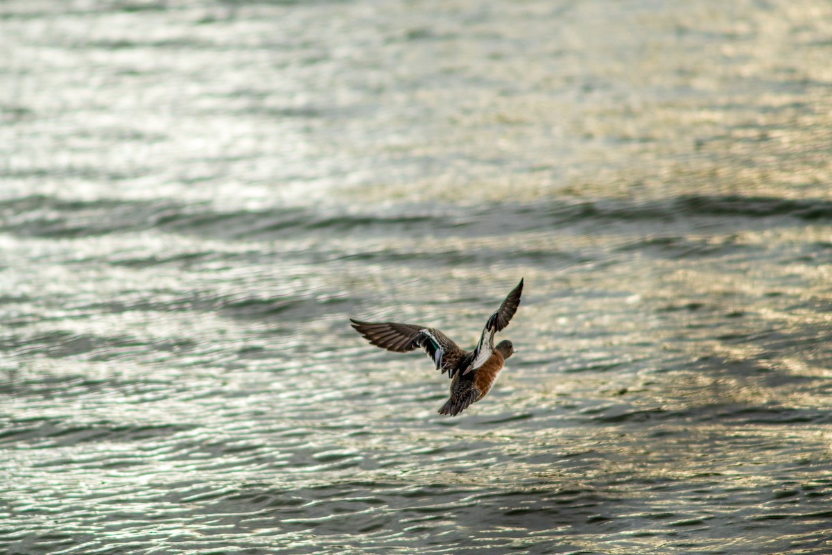 Amerika Fiyusu - ML646953428