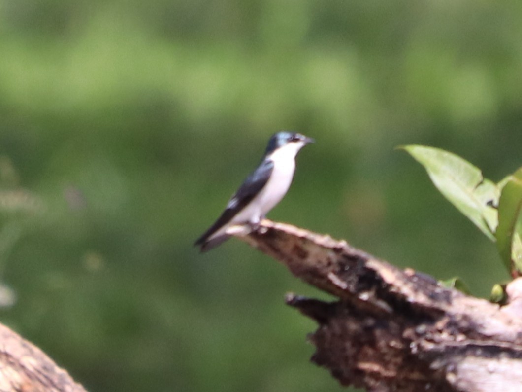 Mangrove Swallow - ML646953436