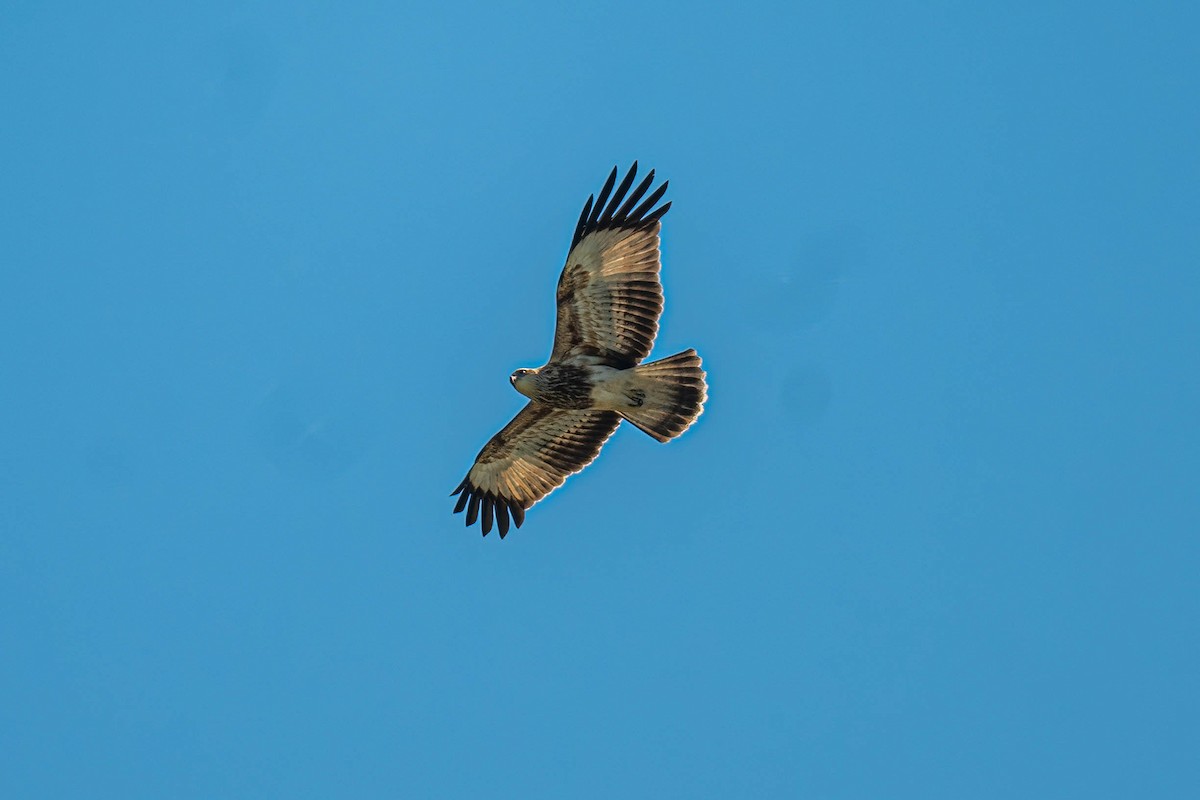 Шуліка королівський - ML646953437