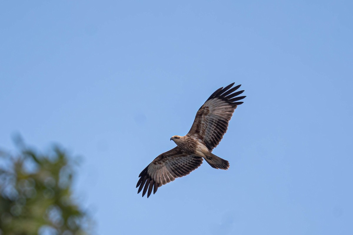 Шуліка королівський - ML646953438