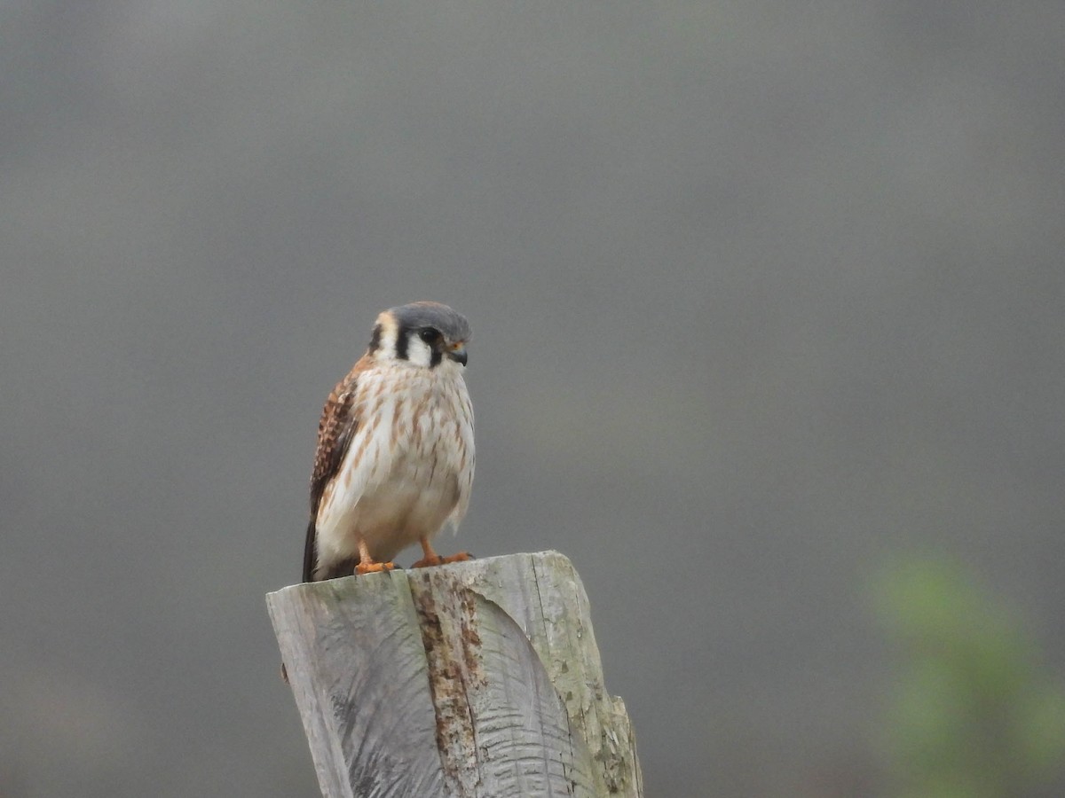 American Kestrel - ML646953439