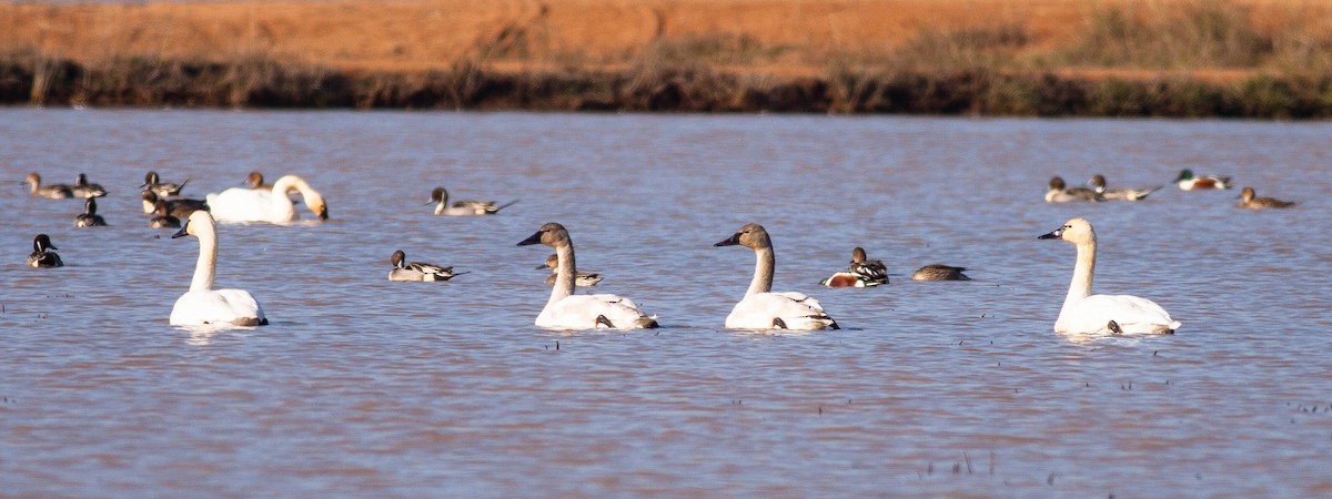 Cigno minore - ML646953440