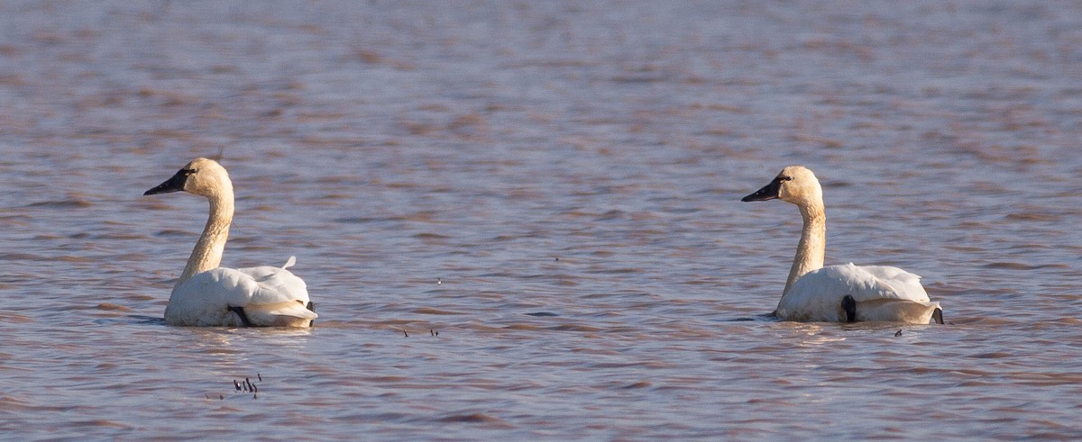 Cigno minore - ML646953441