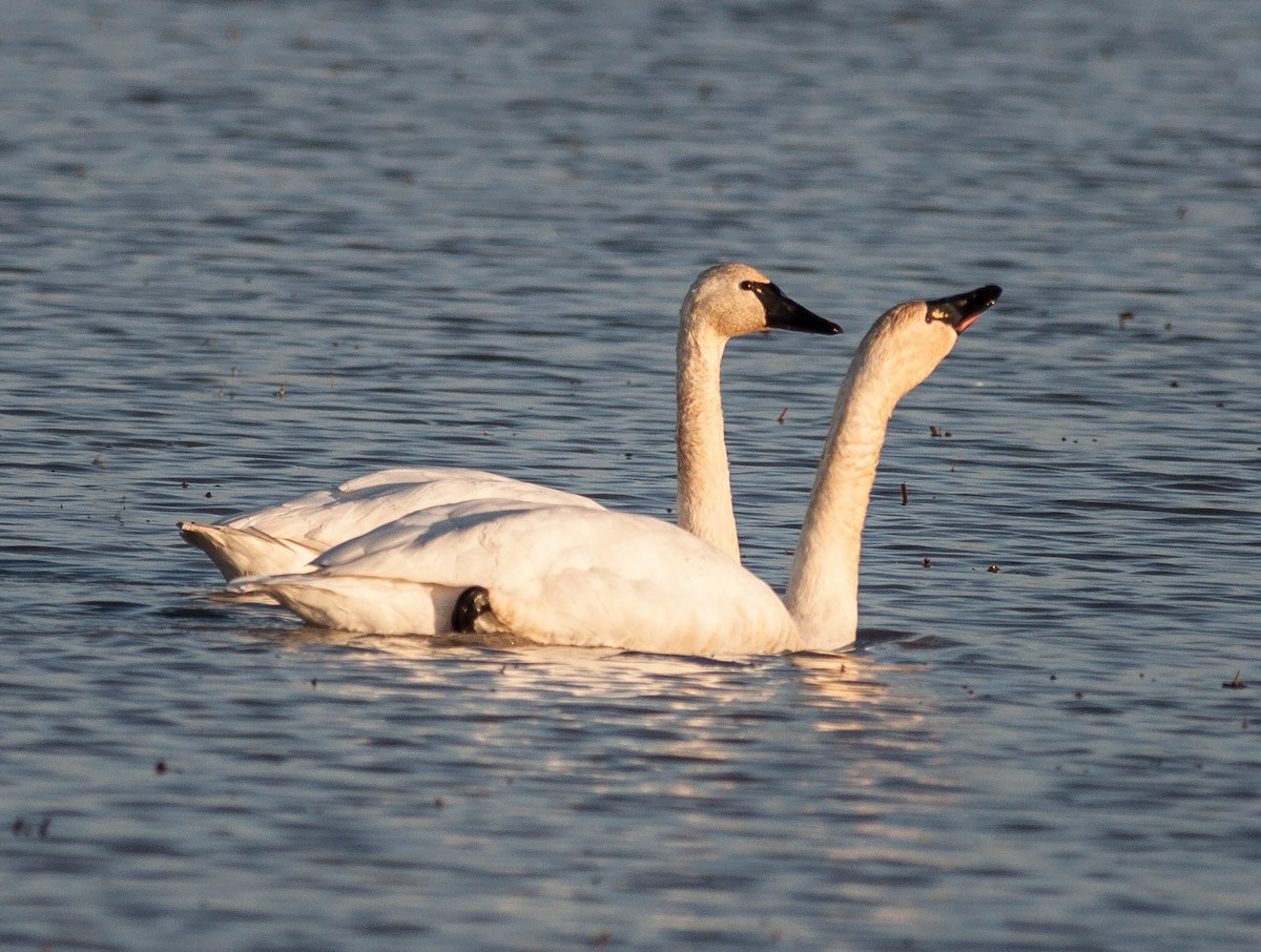 Cigno minore - ML646953442