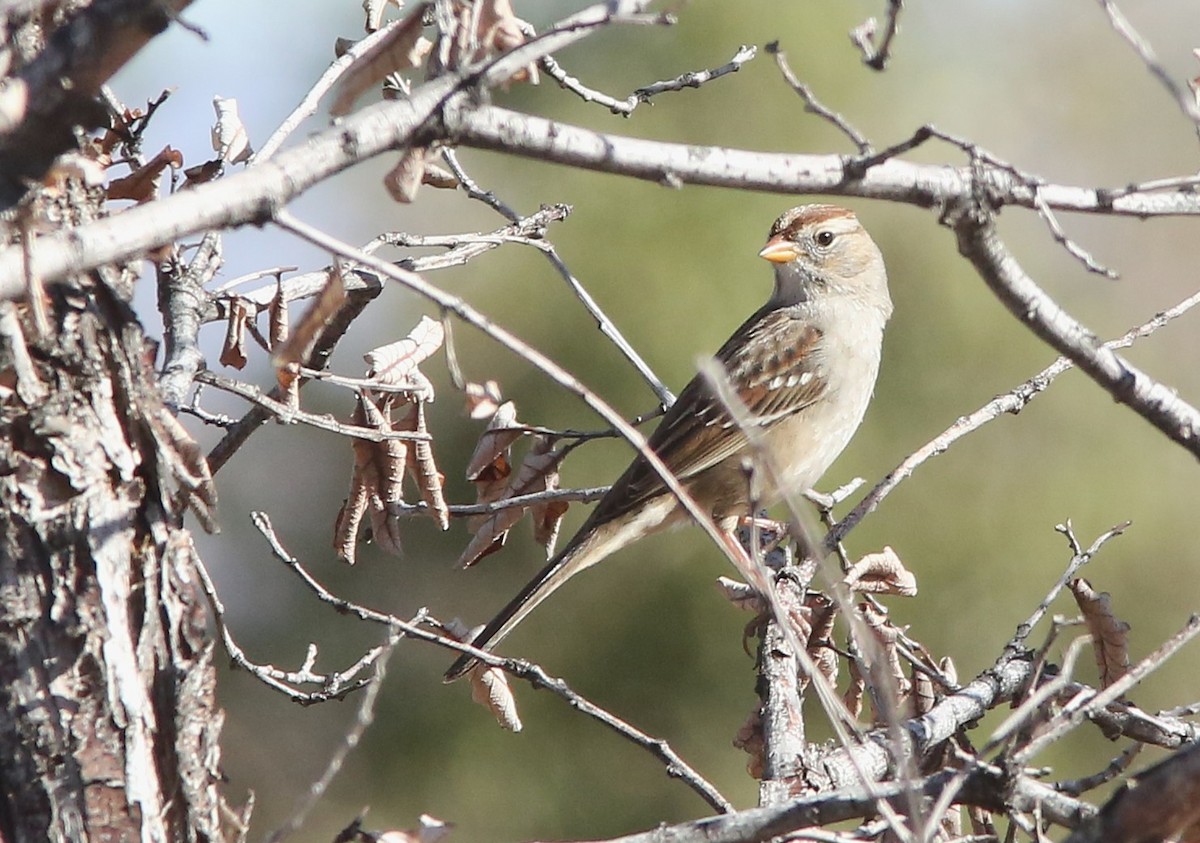 White-crowned Sparrow - ML646953453
