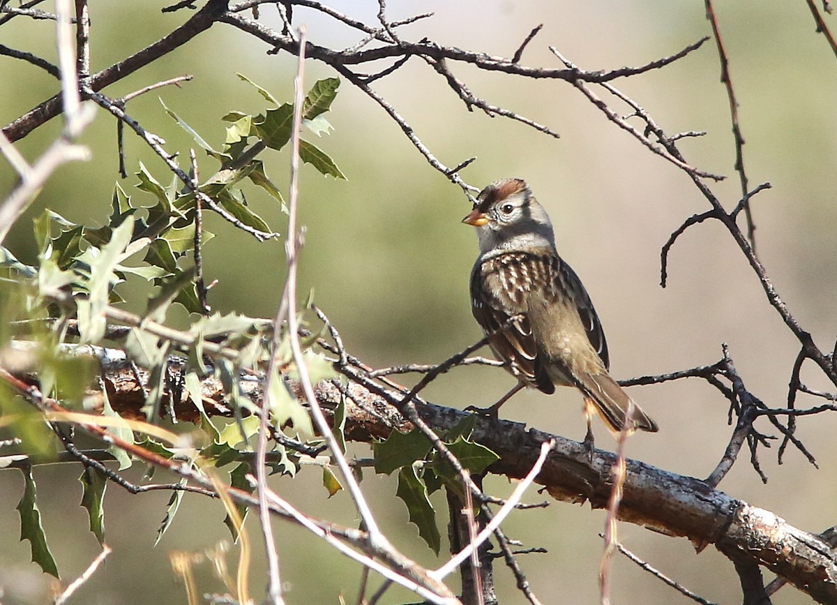 White-crowned Sparrow - ML646953454
