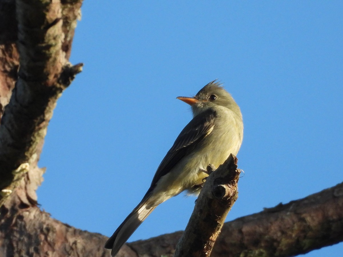 Greater Pewee - ML646953455