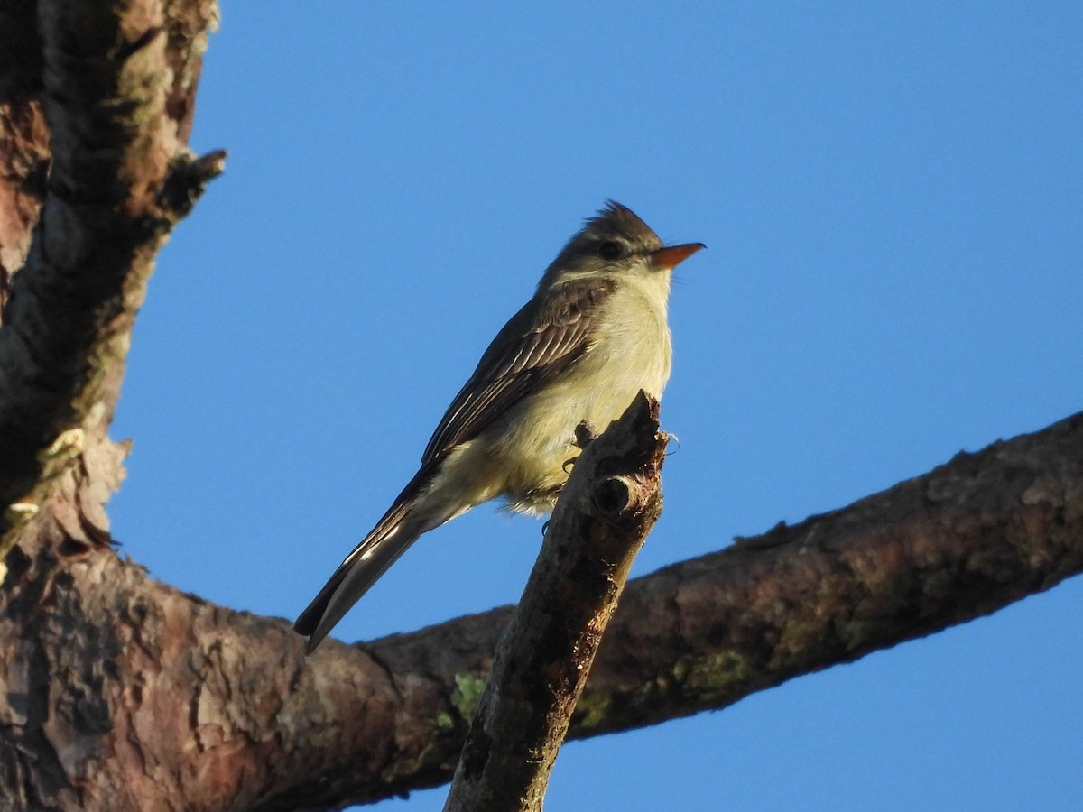 Greater Pewee - ML646953456