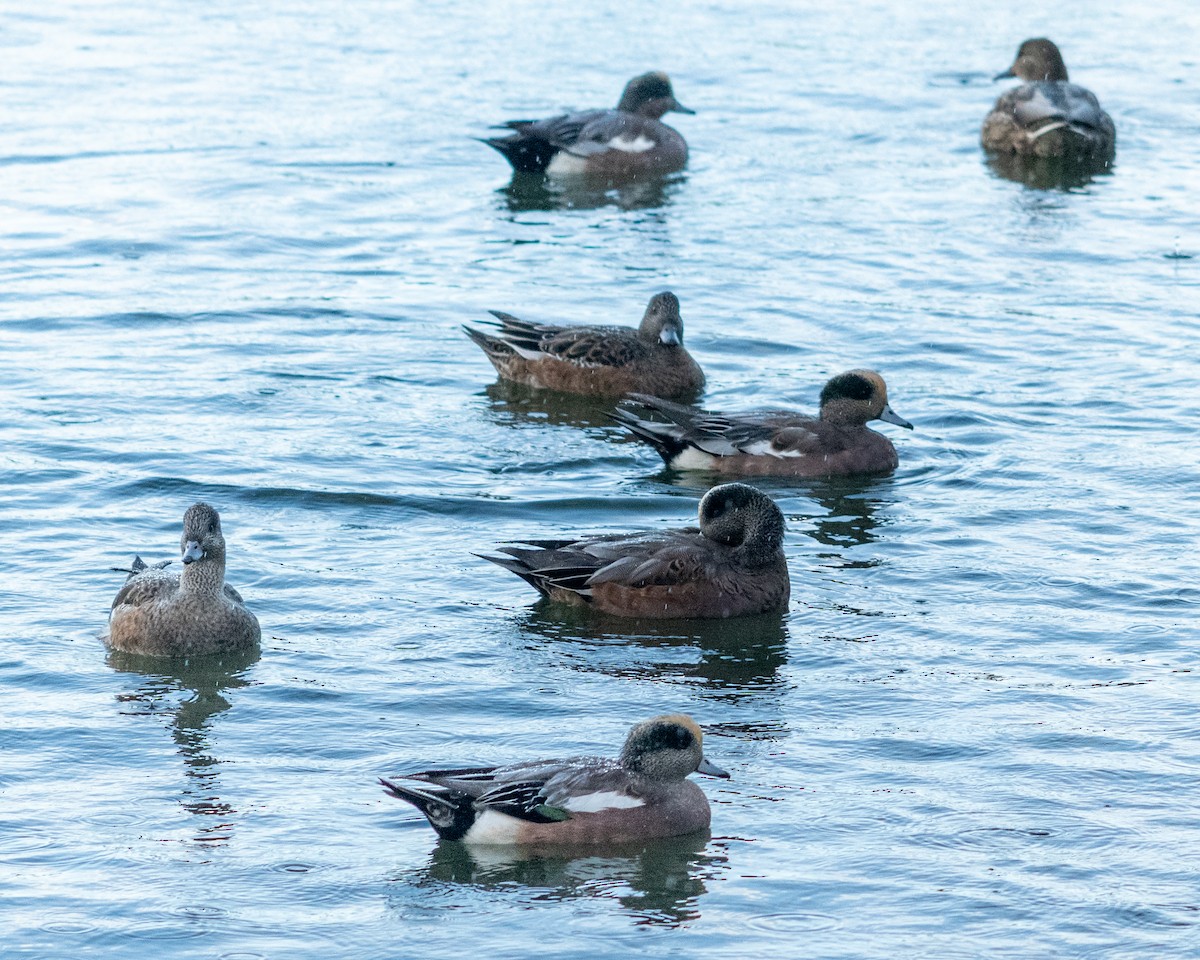 Amerika Fiyusu - ML646953458