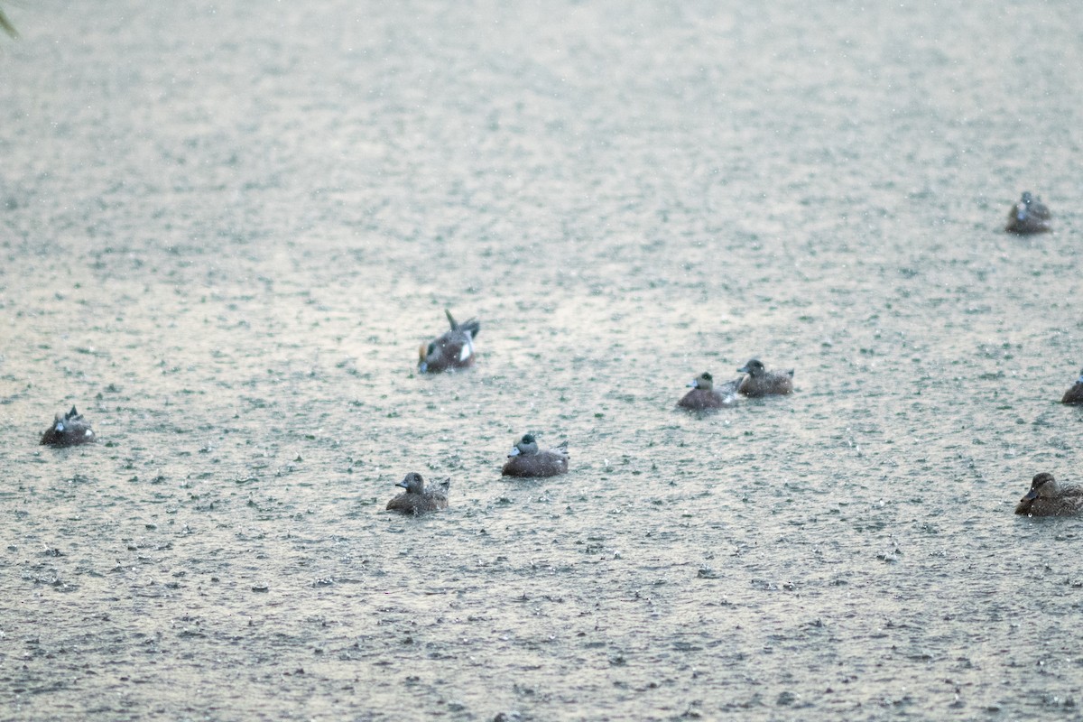 Amerika Fiyusu - ML646953459