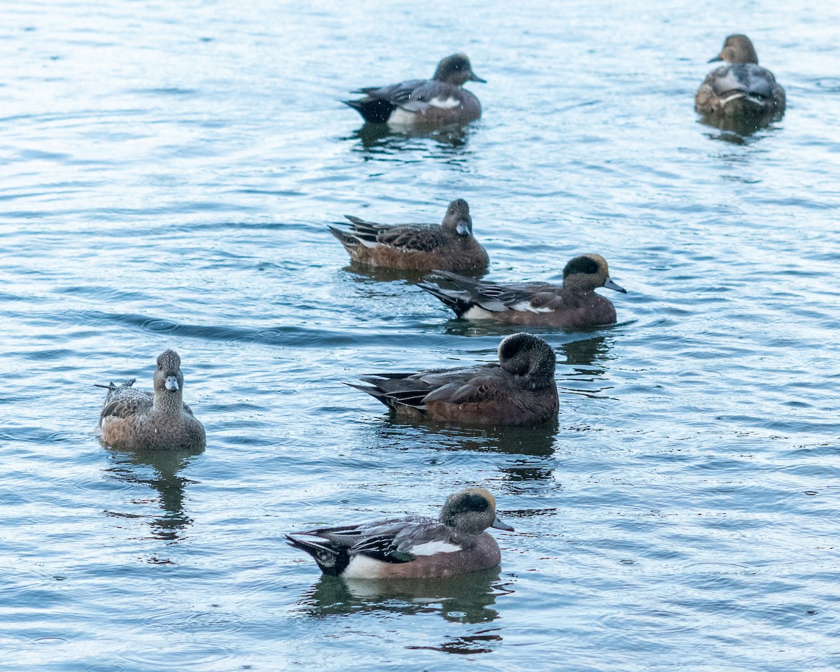 Amerika Fiyusu - ML646953460