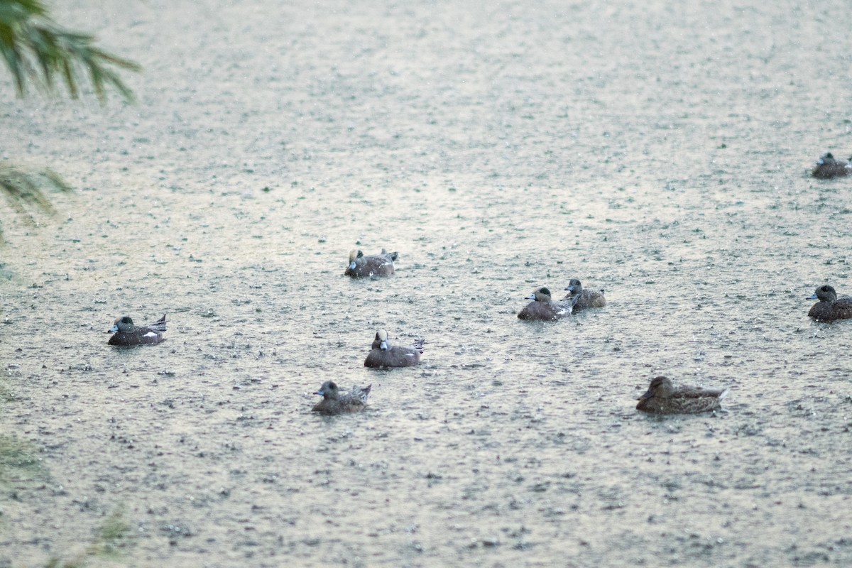 Amerika Fiyusu - ML646953461