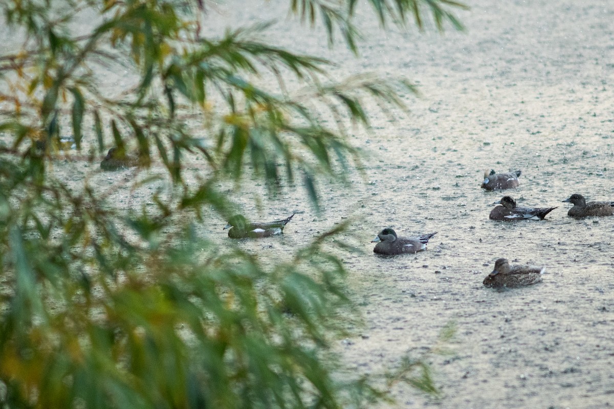 Amerika Fiyusu - ML646953462