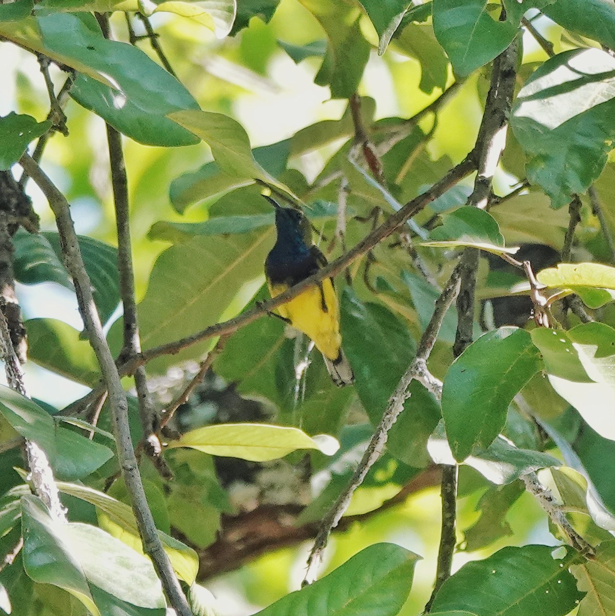Ornate Sunbird - ML646953465