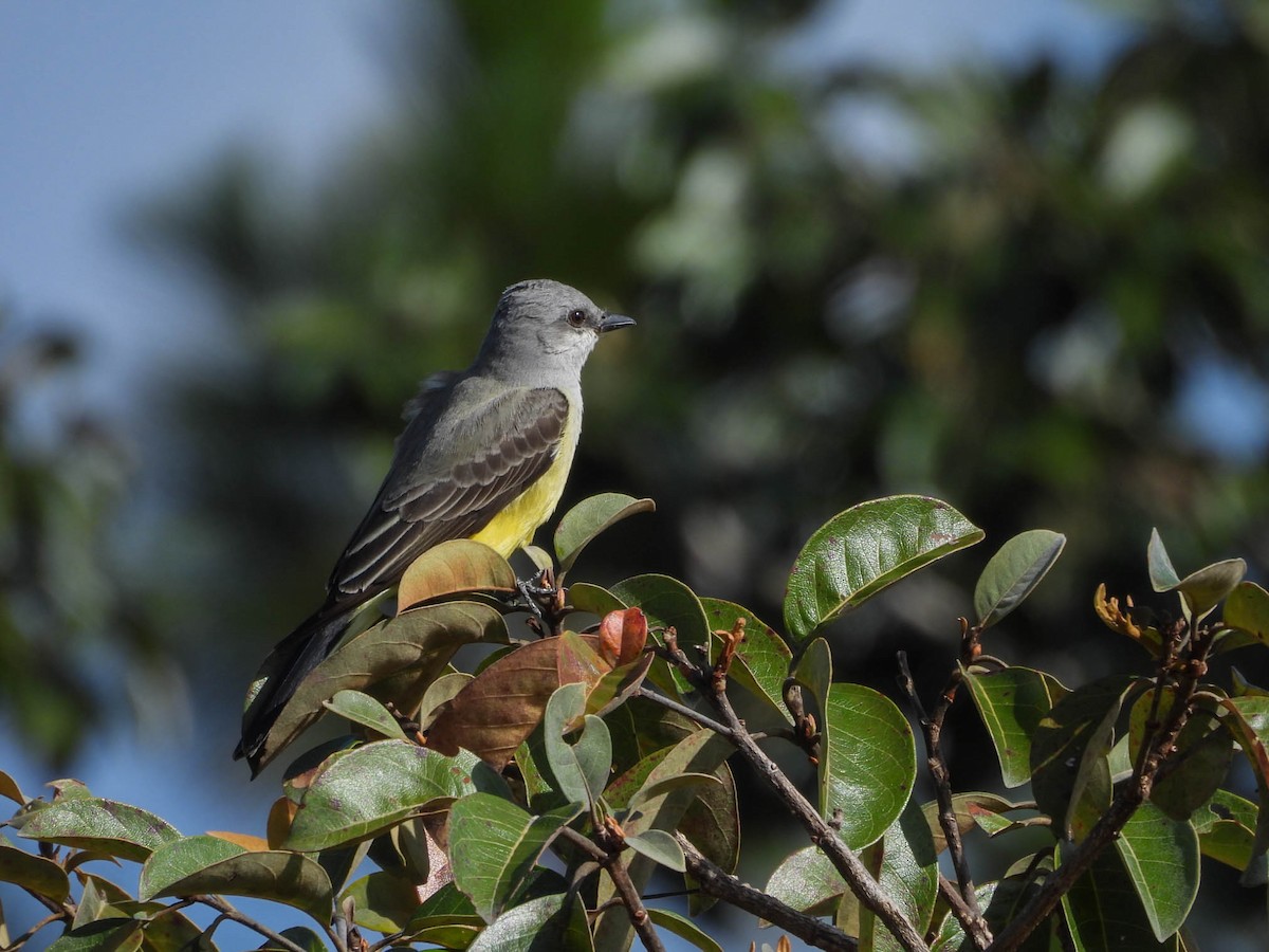 Western Kingbird - ML646953466