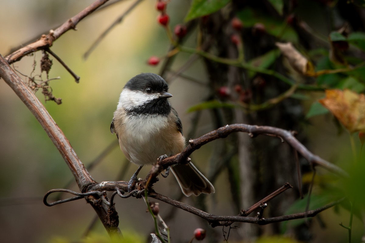 Black-capped Chickadee - ML646953467