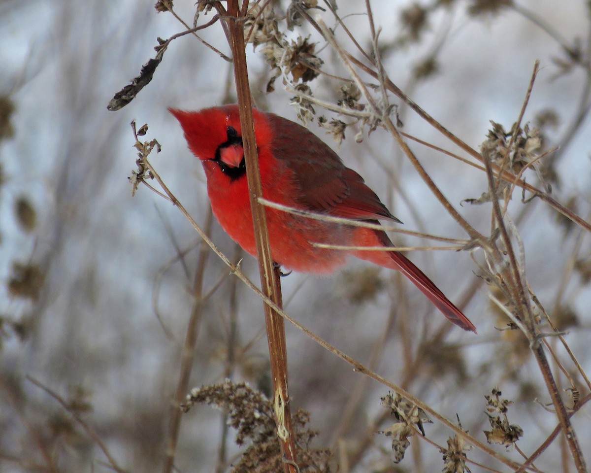 Northern Cardinal - ML646953470