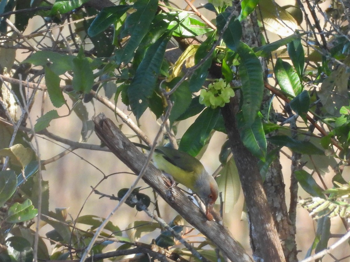 Rufous-browed Peppershrike - ML646953471