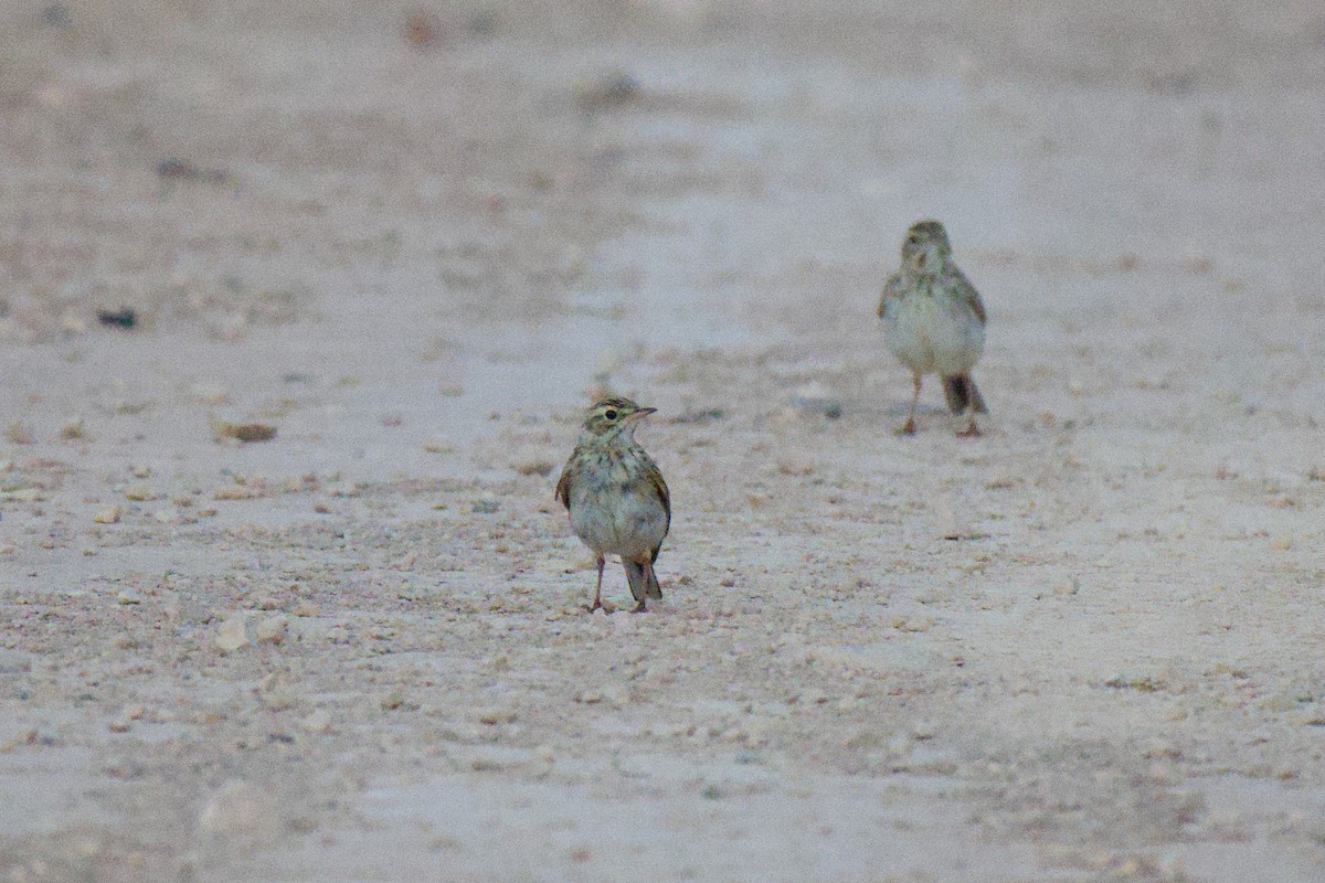 Australian Pipit - ML646953472