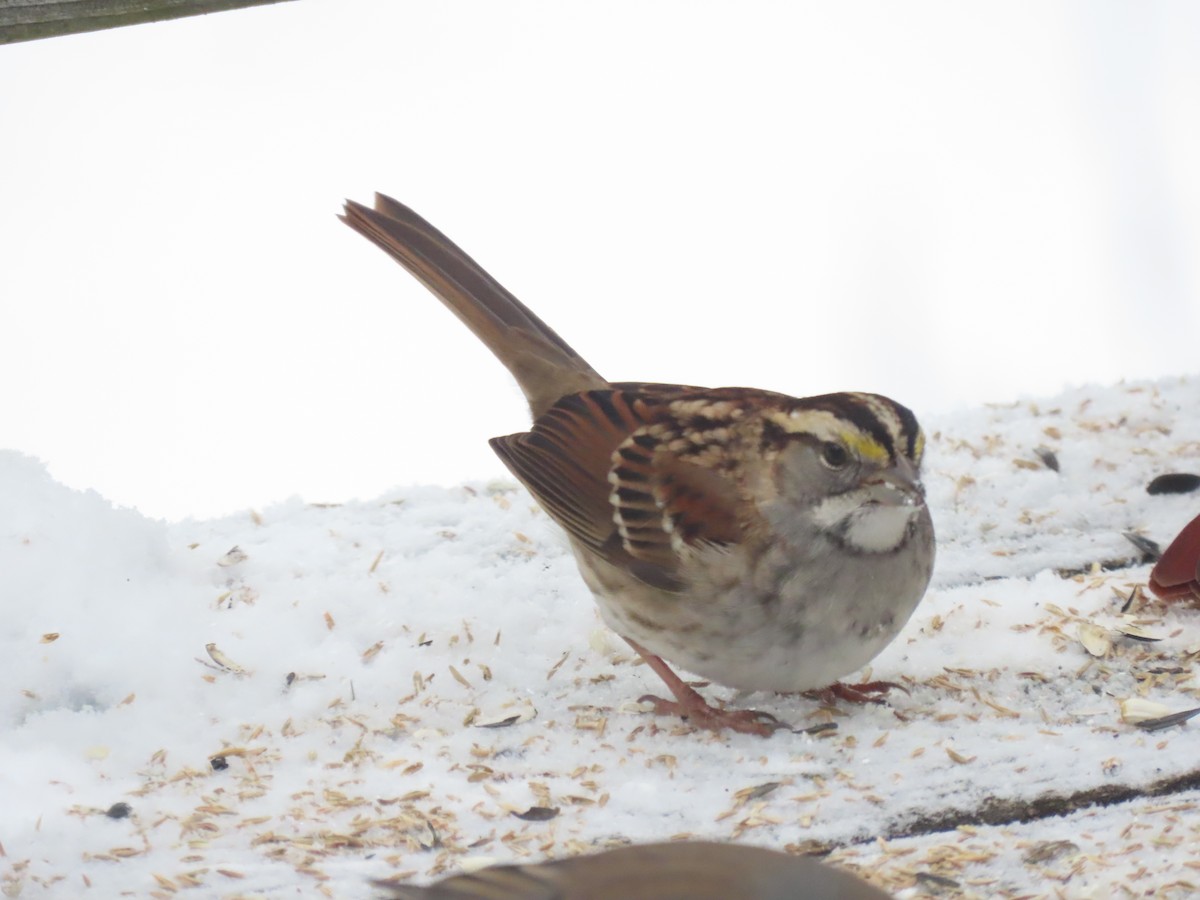 White-throated Sparrow - ML646953478