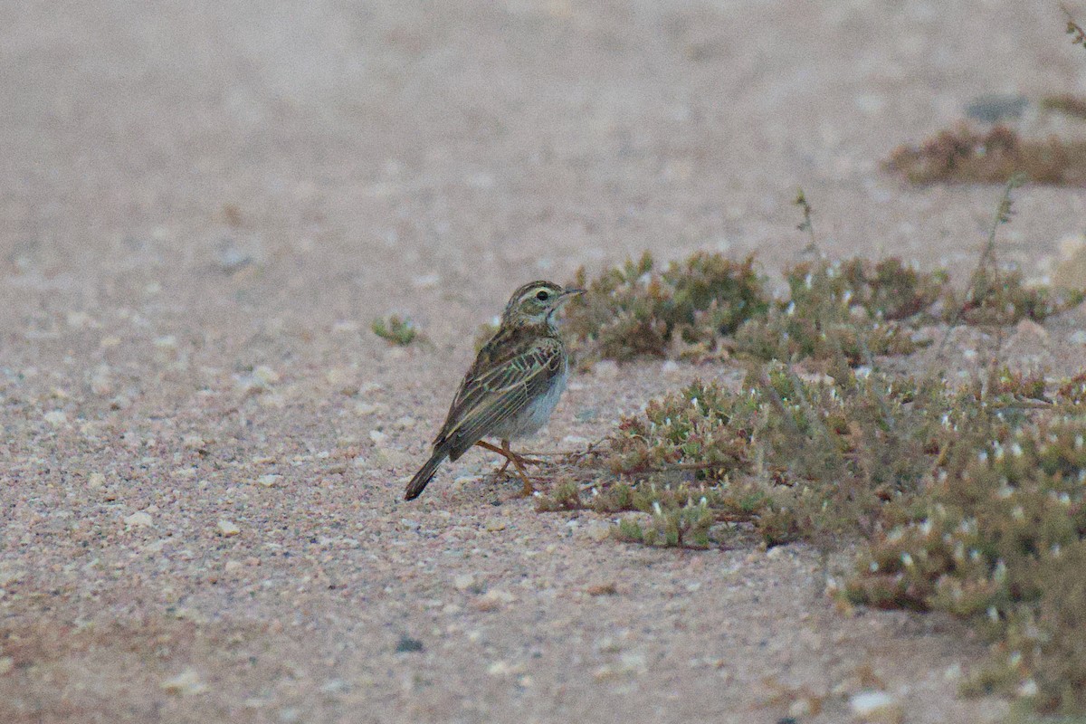 Australian Pipit - ML646953480